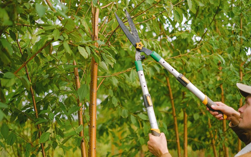 Tree trimming in Fremont, IN